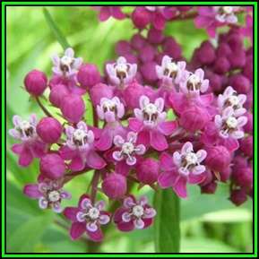 Asclepias incarnata - 25 Seed Pack - Evergreen Perennial Flowering Butterfly Shrub - New