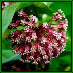 Asclepias syriaca - 25 Seed Pack - Evergreen Perennial Flowering Butterfly Shrub - New