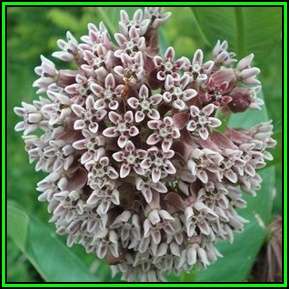 Asclepias syriaca - 100 Seed Pack - Evergreen Perennial Flowering Butterfly Shrub - New