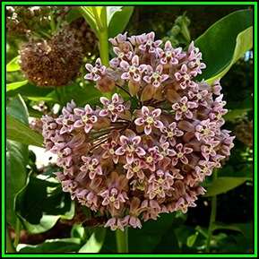 Asclepias syriaca Seeds - Evergreen Perennial Flowering Butterfly Shrub - New