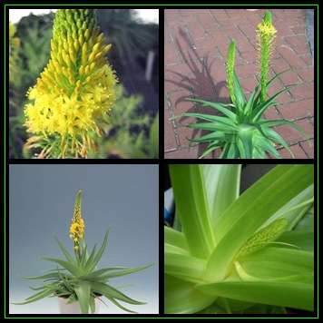 Bulbine natalensis Seeds - Indigenous Succulent - Worldwide Shipping, NEW