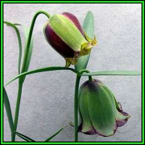 Fritillaria acmopetala - 5 Seed Pack - Exotic Perennial Bulb -Combined Global Shipping- New