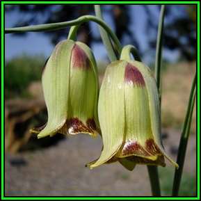 Fritillaria acmopetala Seeds - Exotic Perennial Bulb -Combined Global Shipping- New