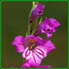 Gladiolus imbricatus - 10 Seed Pack - Exotic Perennial Bulb - Cut Flowers - New