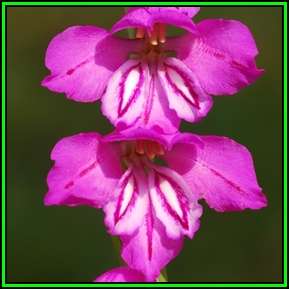 Gladiolus imbricatus Seeds - Exotic Perennial Bulb - Cut Flowers - New
