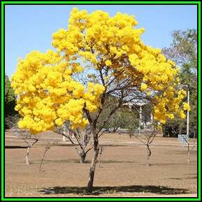 Tabebuia chrysotricha - Golden Trumpet Tree Seeds - Exotic Tree - Flat Ship Rate - NEW