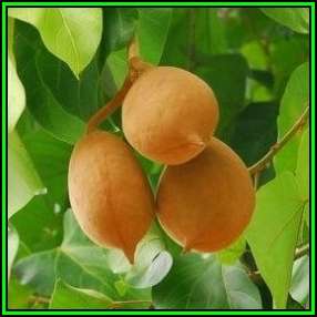 Sterculia alata - 5 Seed Pack - Buddha Coconut Tree - Exotic Deciduous Tree - NEW