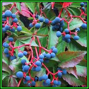 Parthenocissus quinquefolia - 10 Seed Pack - Exotic Perennial Climber -Combined Global Shipping- New