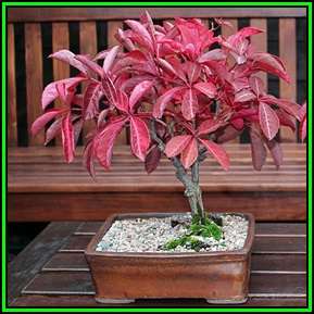 Parthenocissus quinquefolia Seeds - Bonsai Climber -Combined Global Shipping- New