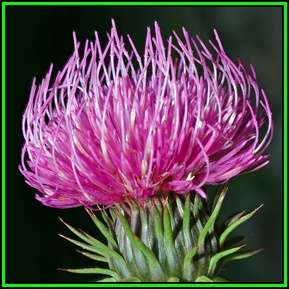 Carduus defloratus - Alpine Thistle - 10 Seed Pack - Exotic Perennial - New