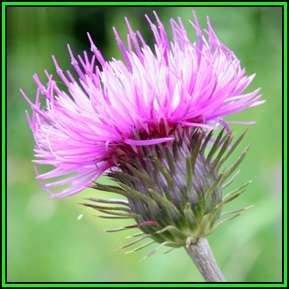 Carduus defloratus - Alpine Thistle Seeds - Exotic Perennial - New