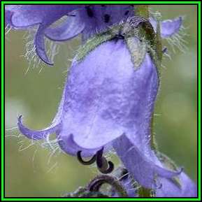 Campanula barbata - Bearded Bellflower Seeds - Exotic Perennial -Combined Shipping- New