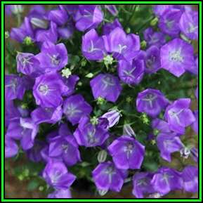 Campanula carpatica - Carpathian Bellflower - 1000 Seed Pack - Exotic Bulk Perennial - New