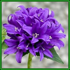 Campanula glomerata - Carpathian Bellflower Seeds - Exotic Perennial -Flat Ship Rate- New