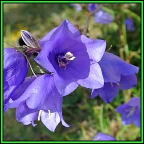 Campanula persicifolia - Willow Bellflower - 10 Seed Pack - Exotic Perennial - Cut Flower - New