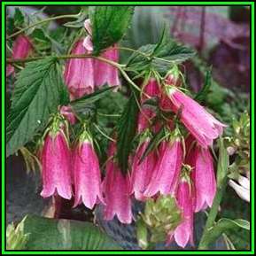 Campanula punctata - Spotted Bellflower Seeds - Exotic Perennial - Cut Flower - New