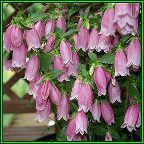 Campanula punctata - Spotted Bellflower - 10 Seed Pack - Exotic Perennial - Cut Flower - New