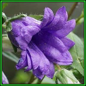 Campanula trachelium - Nettle-leaved Bellflower Seeds - Exotic Perennial - New