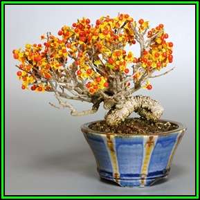 Celastrus orbiculatus - Oriental Bittersweet - 5 Seeds + FREE Bonsai eBook, NEW