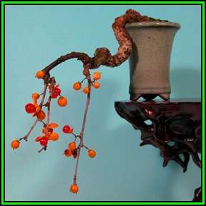 Celastrus orbiculatus - Oriental Bittersweet Seeds + FREE Bonsai eBook, NEW