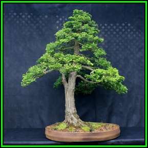 Chamaecyparis obtusa - Japanese White Cedar, Hinoki Cypress Seeds + FREE Bonsai EBook - New