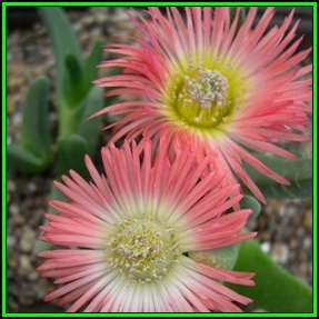Cheiridopsis cuprea - 10 Seed Pack - Indigenous Succulent Mesemb -Combined Global Shipping- NEW
