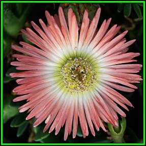 Cheiridopsis cuprea Seeds - Indigenous Succulent Mesemb -Combined Global Shipping- NEW