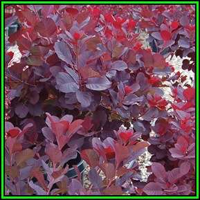 Eurasian Smoketree, Smokebush - Cotinus coggygria - 2 Seed Pack - Exotic Shrub - New