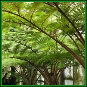 Cyathea australis - Australian Rough Tree Fern - 15 Spore Pack - Exotic Fern - Flat Ship Rate - New