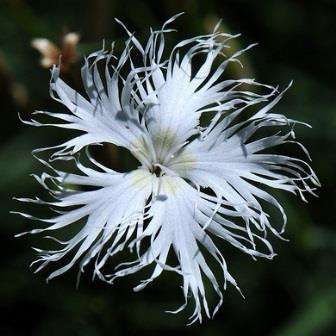 Dianthus arenarius Seeds - Sow Spring - Perennial Seeds