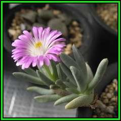 Ebracteola fulleri Seeds - Indigenous South African Succulent Mesemb