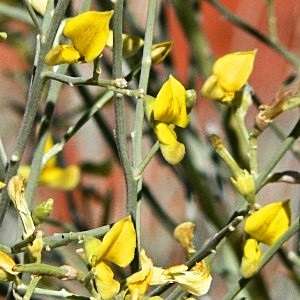 10 Lebeckia sericea Seeds - Indigenous South African Shrub Seeds To Buy from Africa
