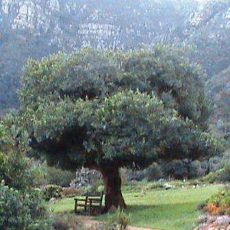 5 Maytenus oleoides Seeds - Indigenous Tree / Shrub - Mountain Maytenus or Klipkershout