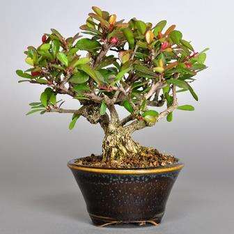 Maytenus oleoides Bonsai Seeds + Free Bonsai eBook + Free Seeds with ALL Orders