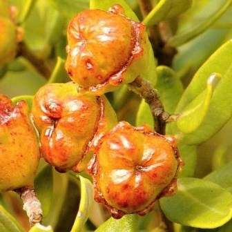 Phylica oleaefolia Seeds - Attractive Indigenous South African Shrub