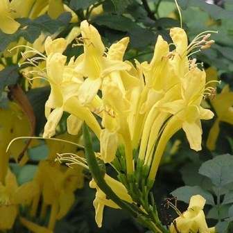 10 Yellow Cape Honeysuckle Seeds - Tecoma capensis aurea Seeds - Indigenous Evergreen Shrub