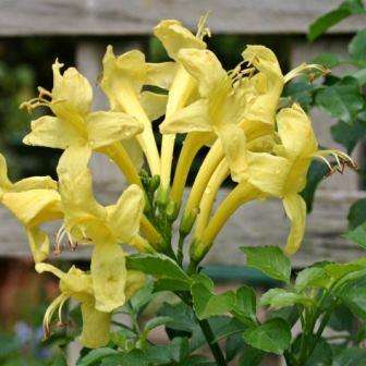 Yellow Cape Honeysuckle Seeds - Tecoma capensis aurea Seeds - Indigenous Evergreen Shrub