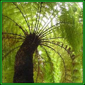 Cyathea dregei - Indigenous Tree Fern - 15 Spore Pack - Flat Ship Rate - New