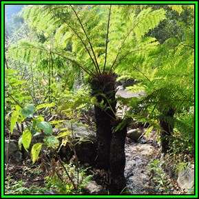 Cyathea dregei - Indigenous Tree Fern - 15 Spore Pack - Flat Ship Rate - New