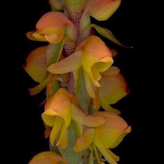 10 Satyrium coriifolium Seeds - Indigenous South African Native Perennial Orchid - New