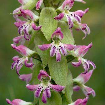 10 Satyrium erectum Seeds - Indigenous Perennial Orchid - Insured Flat Ship Rate - New