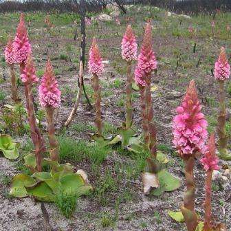 10+ Satyrium carneum Seeds - Indigenous South African Orchid Seeds From Africa - Worldwide Delivery