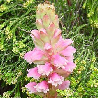 10+ Satyrium carneum Seeds - Indigenous South African Orchid Seeds From Africa - Worldwide Delivery
