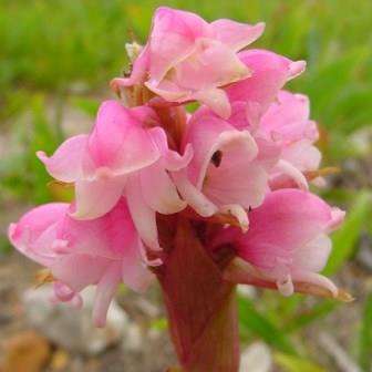 10+ Satyrium carneum Seeds - Indigenous South African Orchid Seeds From Africa - Worldwide Delivery