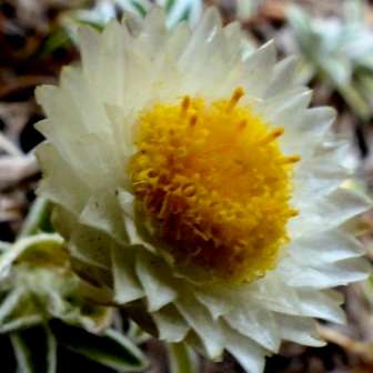 Helichrysum chionosphaerum Seeds - Indigenous Evergreen Flowering Perennial