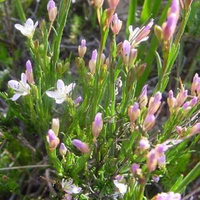Heliophila scoparia Seeds - Indigenous South African Native Perennial Shrub