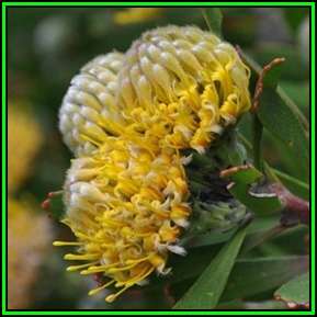 Leucospermum muirii Seeds - Indigenous Endemic Cut Flower Fynbos Protea Shrub, New
