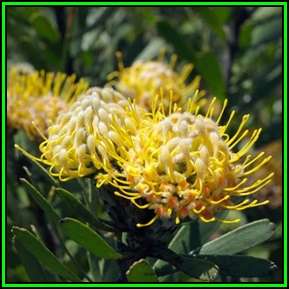Leucospermum muirii - 20 Seed Pack - Indigenous Endemic Cut Flower Fynbos Protea Shrub, New