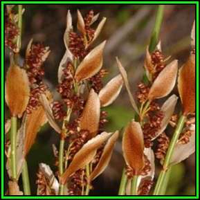 Elegia mucronata - 10 Seed Pack - Endemic Indigenous Ornamental Grass - New