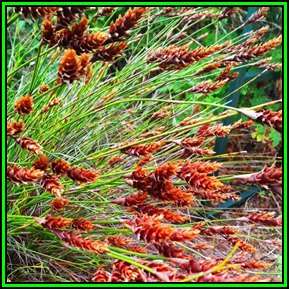 Staberoha banksii Seeds - Evergreen Indigenous Perennial Ornamental Grass - New